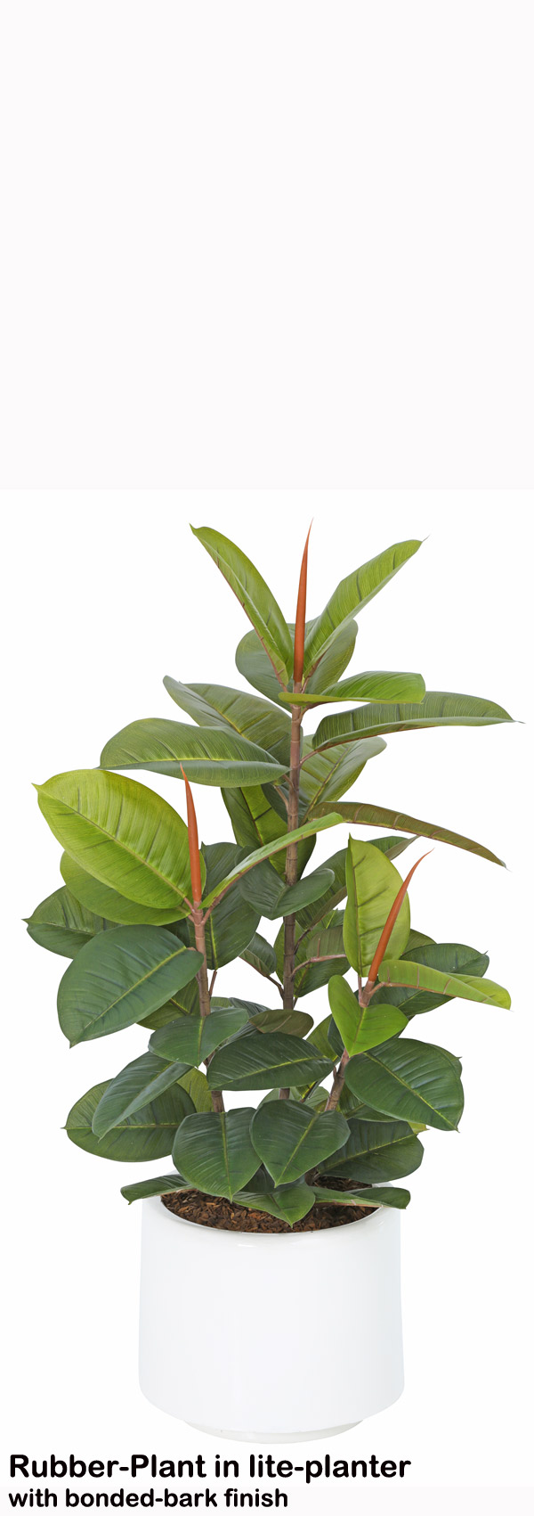 Rubber-Tree 1.1m sml