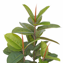 Rubber-Tree 1.1m sml - artificial plants, flowers & trees - image 3