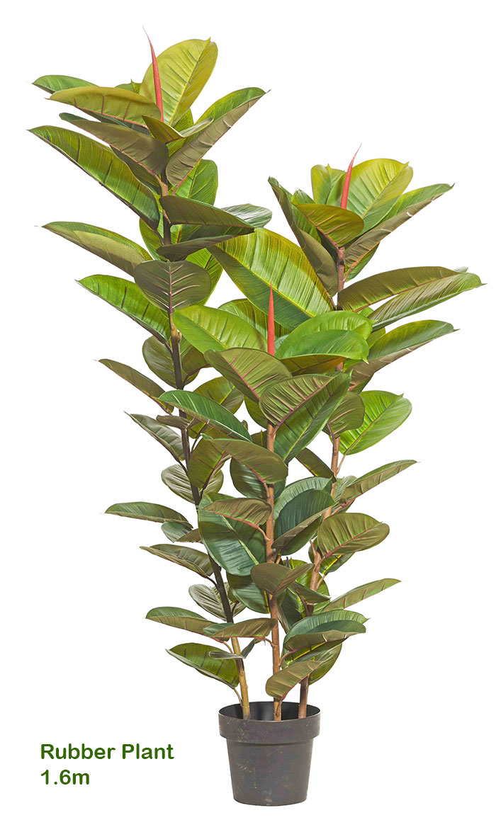 Rubber-Tree 1.1m sml