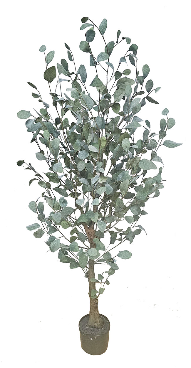 Eucalyptus 'Silver Gum' 1.7m  