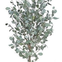 Eucalyptus 'Silver Gum' 1.8m   - artificial plants, flowers & trees - image 2