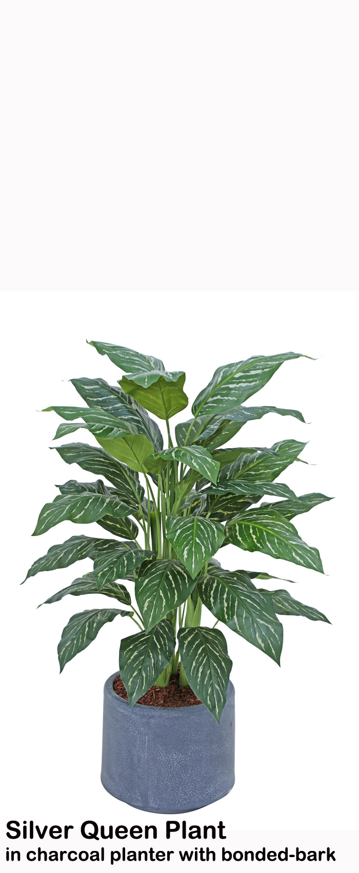 Silver Princess Plant 90cm