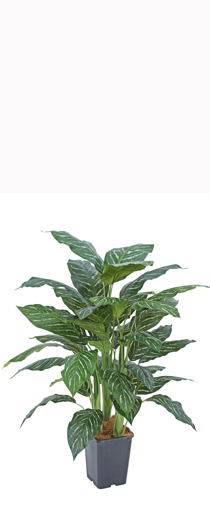 Silver Princess Plant 90cm