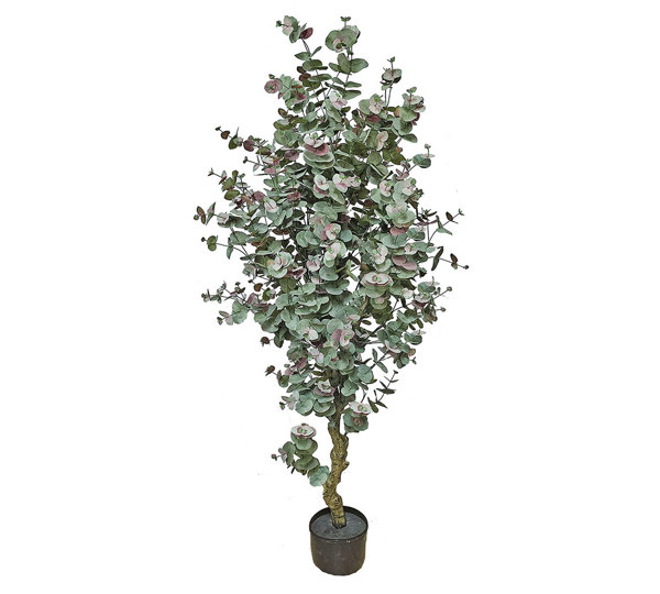 Eucalyptus 'Sweet Gum' 2.1m