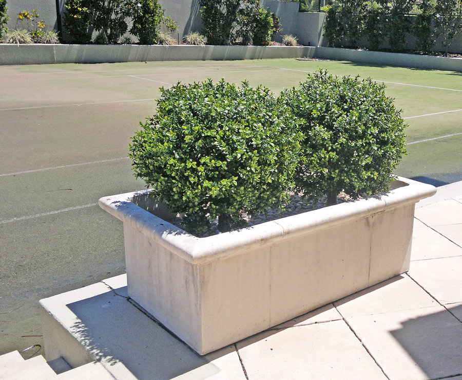 Boxwood Topiary 55cm UV