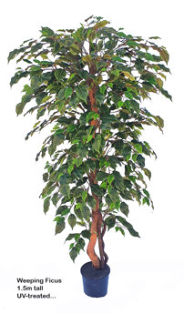 Weeping Ficus 1.5m UV-rated