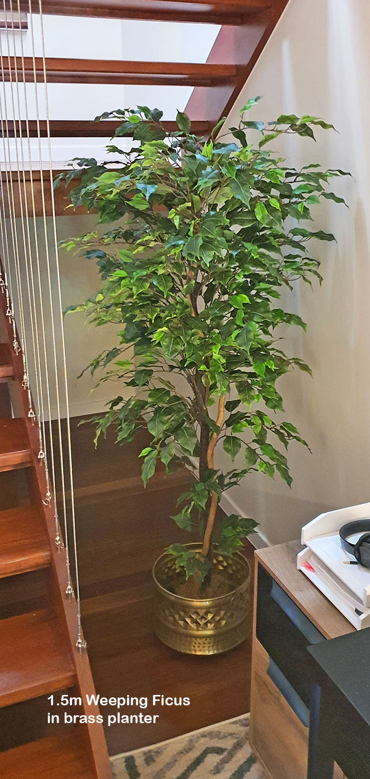 Weeping Ficus 1.5m UV-rated