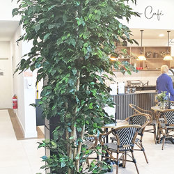 Weeping Ficus 1.8m UV-rated - artificial plants, flowers & trees - image 5