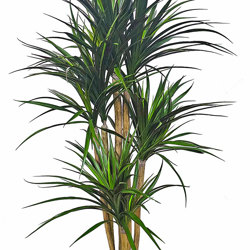 Yucca 1.7m with 8 heads   - artificial plants, flowers & trees - image 1