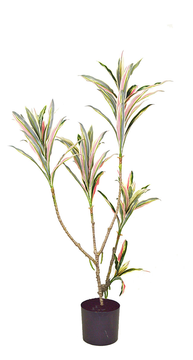 Yucca- 'pink slipper' 1.2m with 5 heads