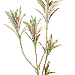 Yucca- 'pink slipper' 1.2m with 5 heads - artificial plants, flowers & trees - image 3