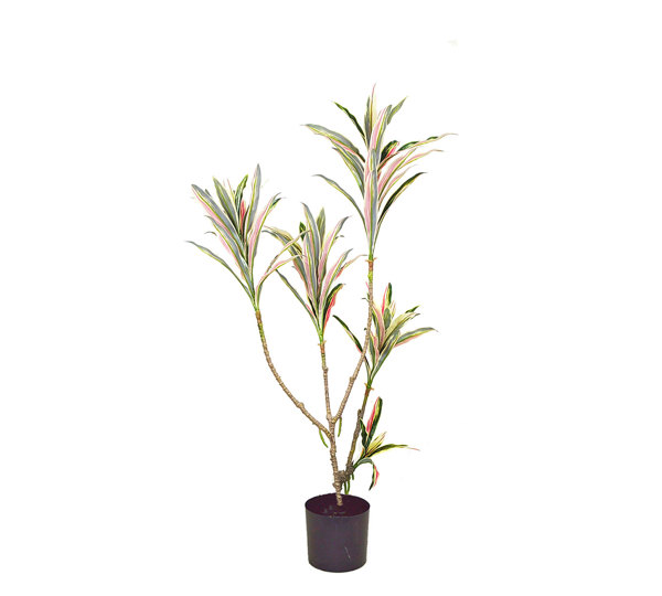 Yucca- 'pink slipper' 1.2m with 5 heads