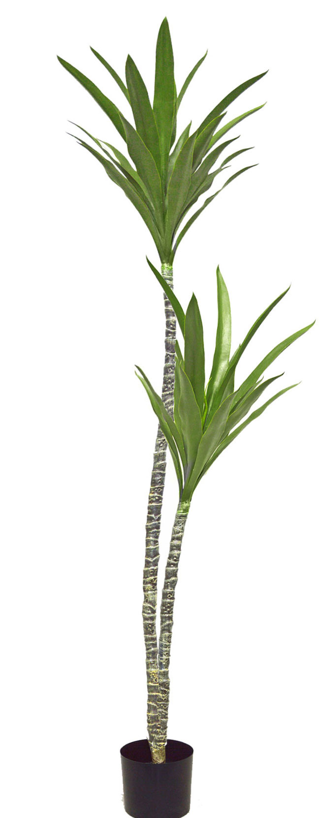 Yucca Tree- 1.8m with 2 heads