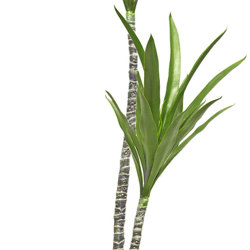 Yucca Tree- 1.8m with 2 heads - artificial plants, flowers & trees - image 2
