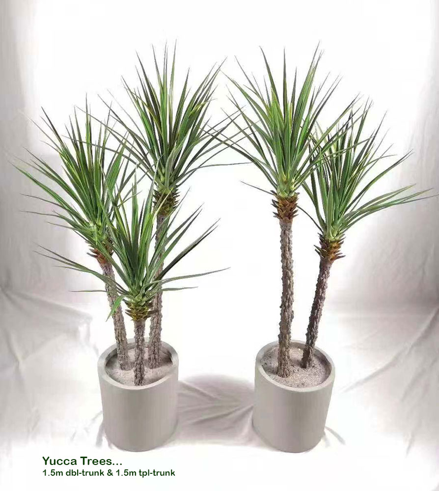 Yucca Tree 1.5m x 3 trunks