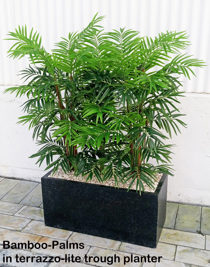 Bamboo Palm 1.2m