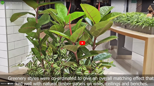 'Greening-up' a Food Court in shopping centre...