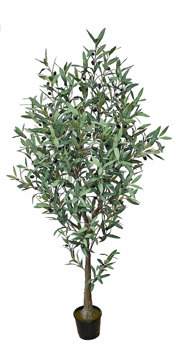 Olive Tree 1.7m