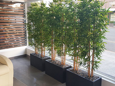 Bamboos make wonderful screen plants