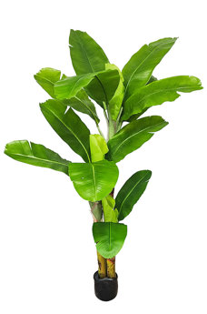 Banana Tree 2m