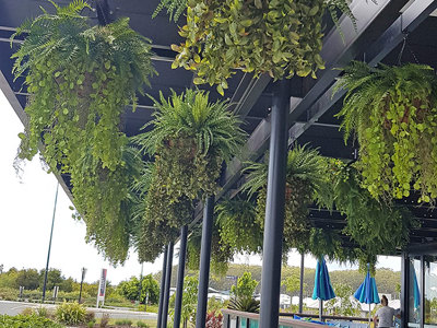 Hanging-Baskets transform new Tavern balcony from drab to cool green...