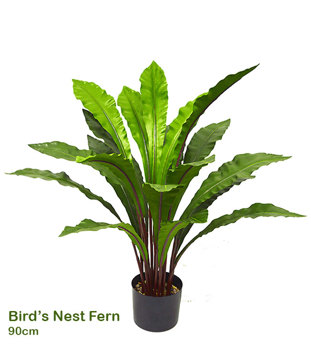 Bird's Nest Fern 90cm