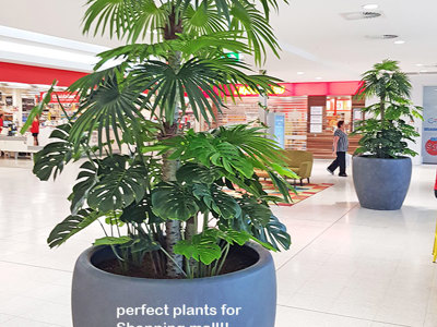 Large Palm Planters, perfect for Shopping Malls...