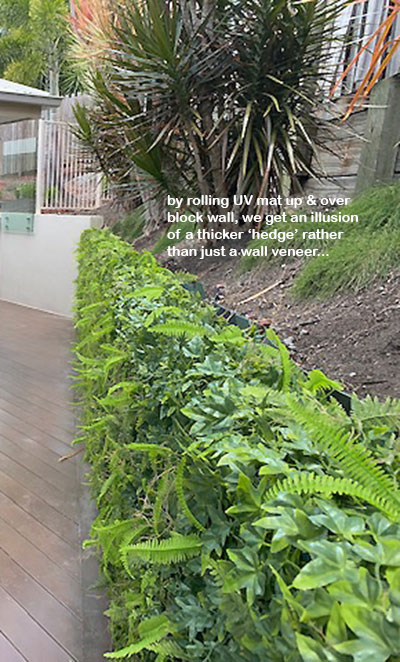 Turning an unsightly block wall into a green Feature... image 5