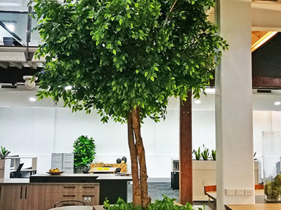 Giant Ficus Tree in Office Planter