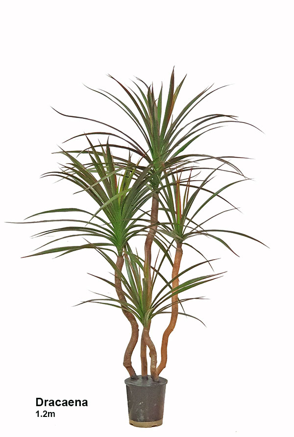 Dracaena- marginata 1.2m with 4 heads