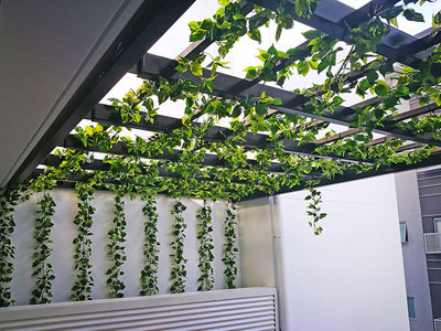 Vines over pergola for instant coverage...