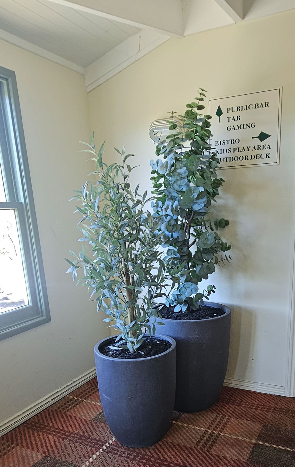 Eucalyptus 'grey gum' 1.7m
