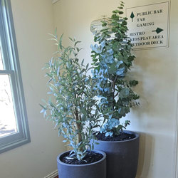 Eucalyptus 'grey gum' 1.7m - artificial plants, flowers & trees - image 2
