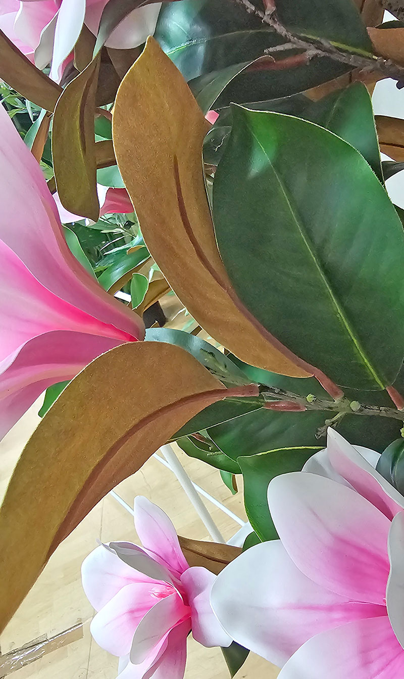 Magnolia deluxe - flowering 1.7m wh-pk