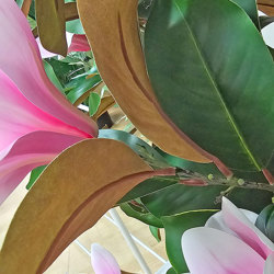 Magnolia deluxe - flowering 1.7m wh-pk - artificial plants, flowers & trees - image 2
