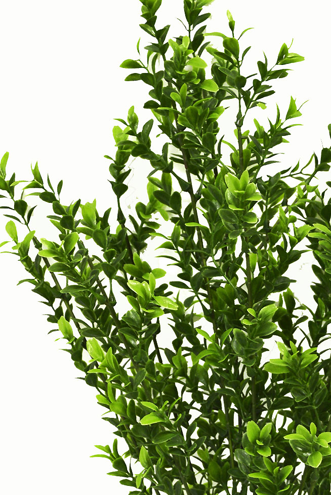 Boxwood Bush UV 55cm