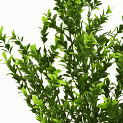 Boxwood Bush UV 55cm - artificial plants, flowers & trees - image 1