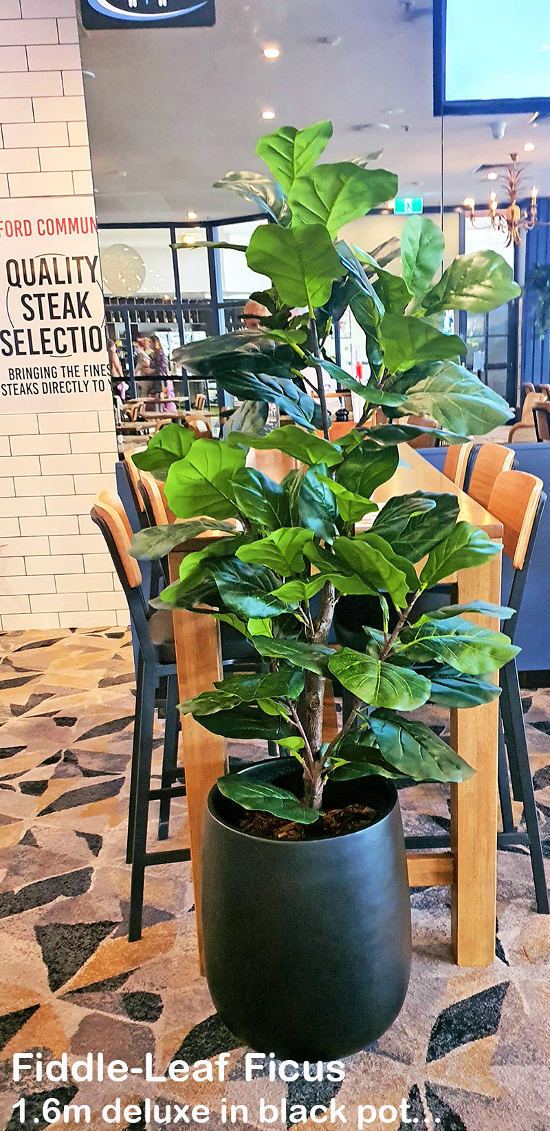 Trough Planters- with Fiddle-Leaf Ficus 1.65m tall