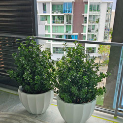 UV-Bush Lucky Jade 85cm dbl-planted - artificial plants, flowers & trees - image 1