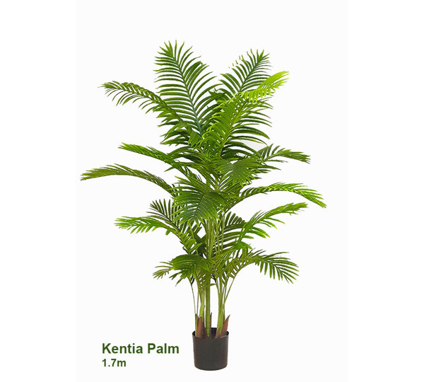 Kentia Palms 1.7m