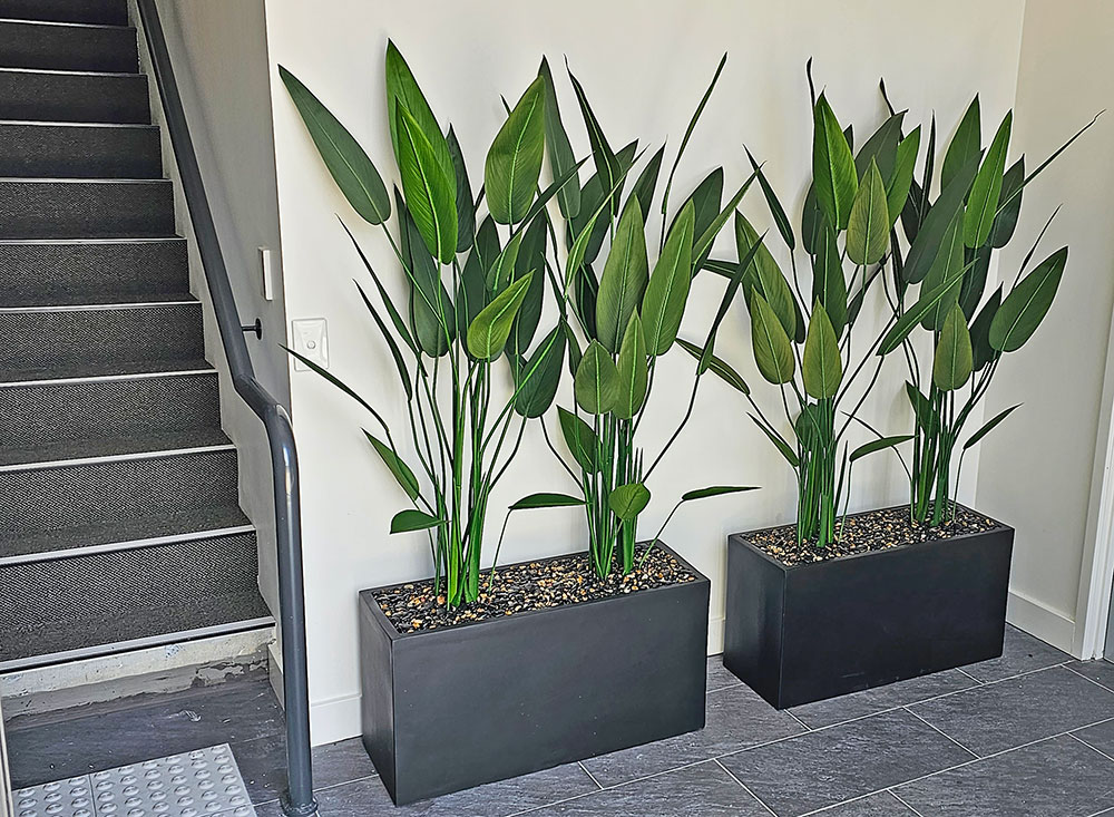 Trough Planters- with Bird-o-Paradise 1.5m tall  