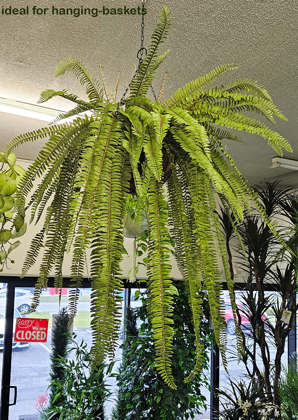 Fish-bone Fern- large UV