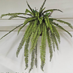 Fish-bone Fern- large UV - artificial plants, flowers & trees - image 3