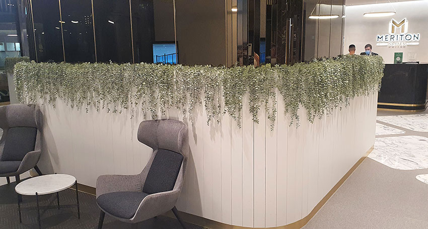 UV-Trailer: Asparagus Fern- variegated 70cm 