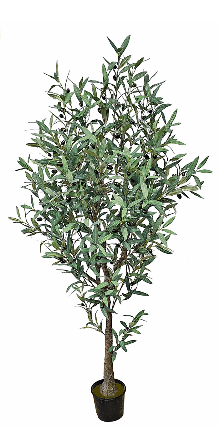 Olive Tree- deluxe 1.7m 