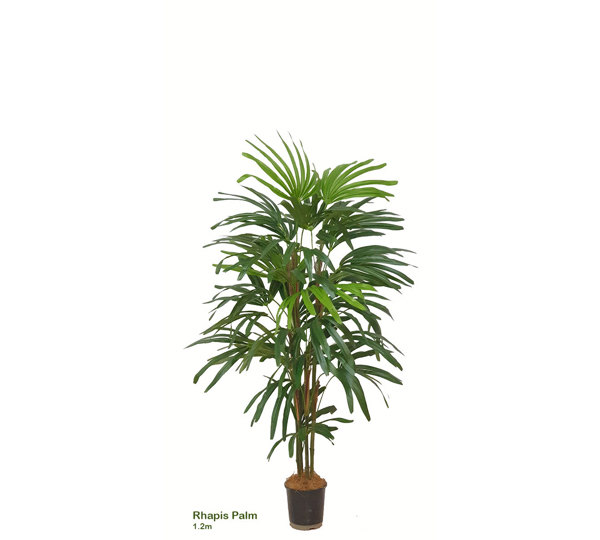Rhapis Palms 1.3m