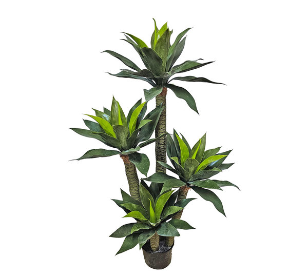 Agave Plant 1.3m with 4 heads