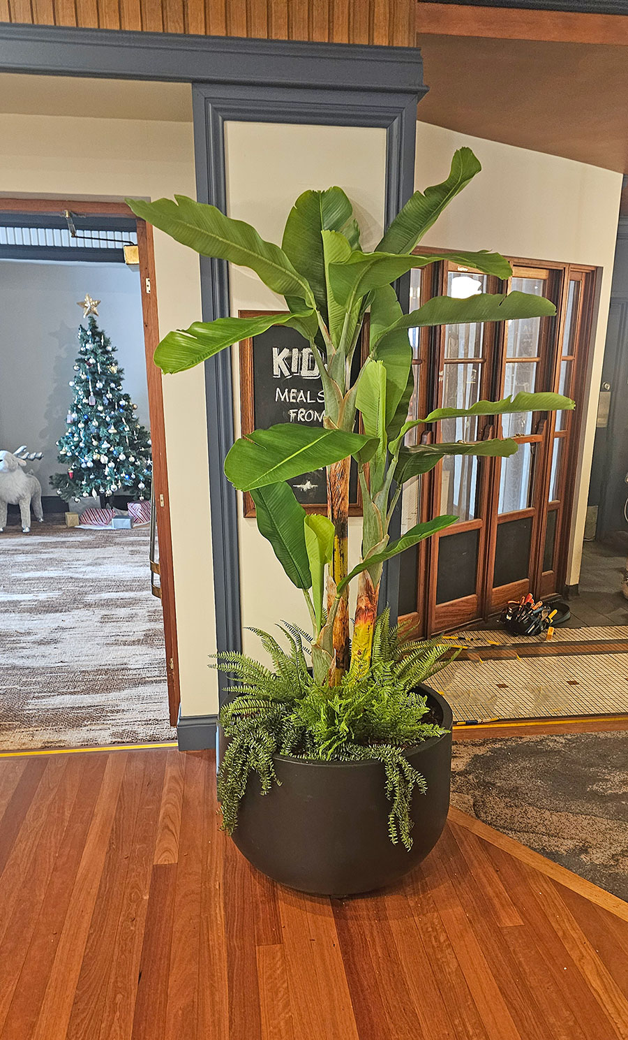 Banana Tree 2m