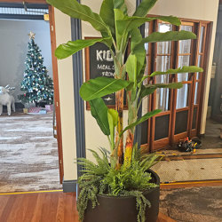 Banana Tree 2m - artificial plants, flowers & trees - image 3