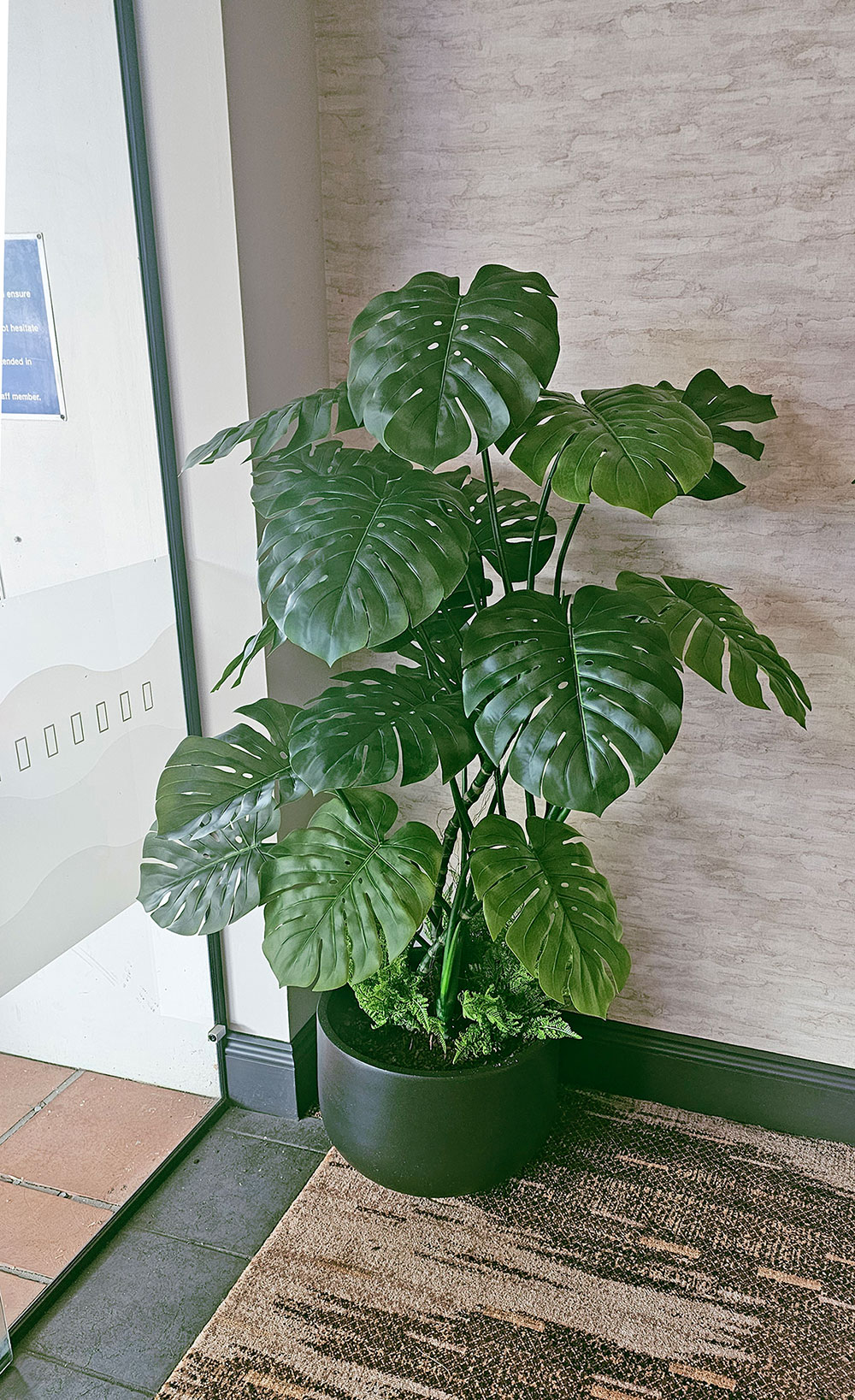 Swiss Cheese Plant [Monstera] 1.7m
